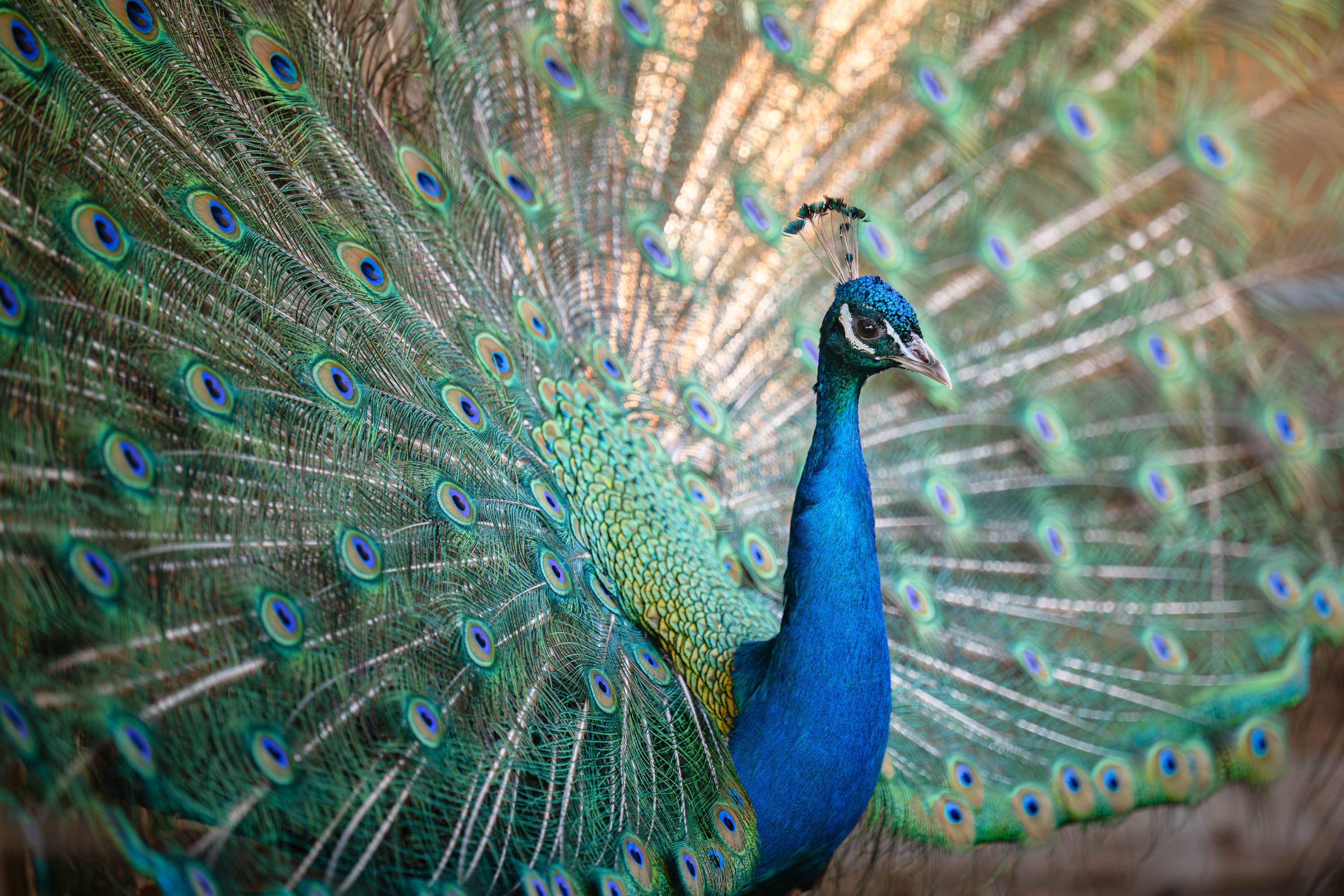 Hengekøye ved Versland gard