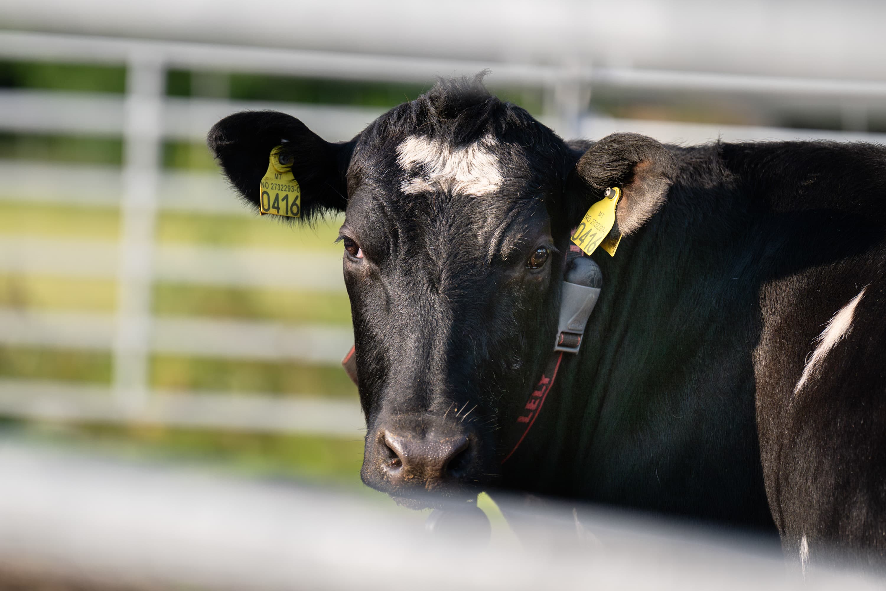 Hengekøye ved Versland gard