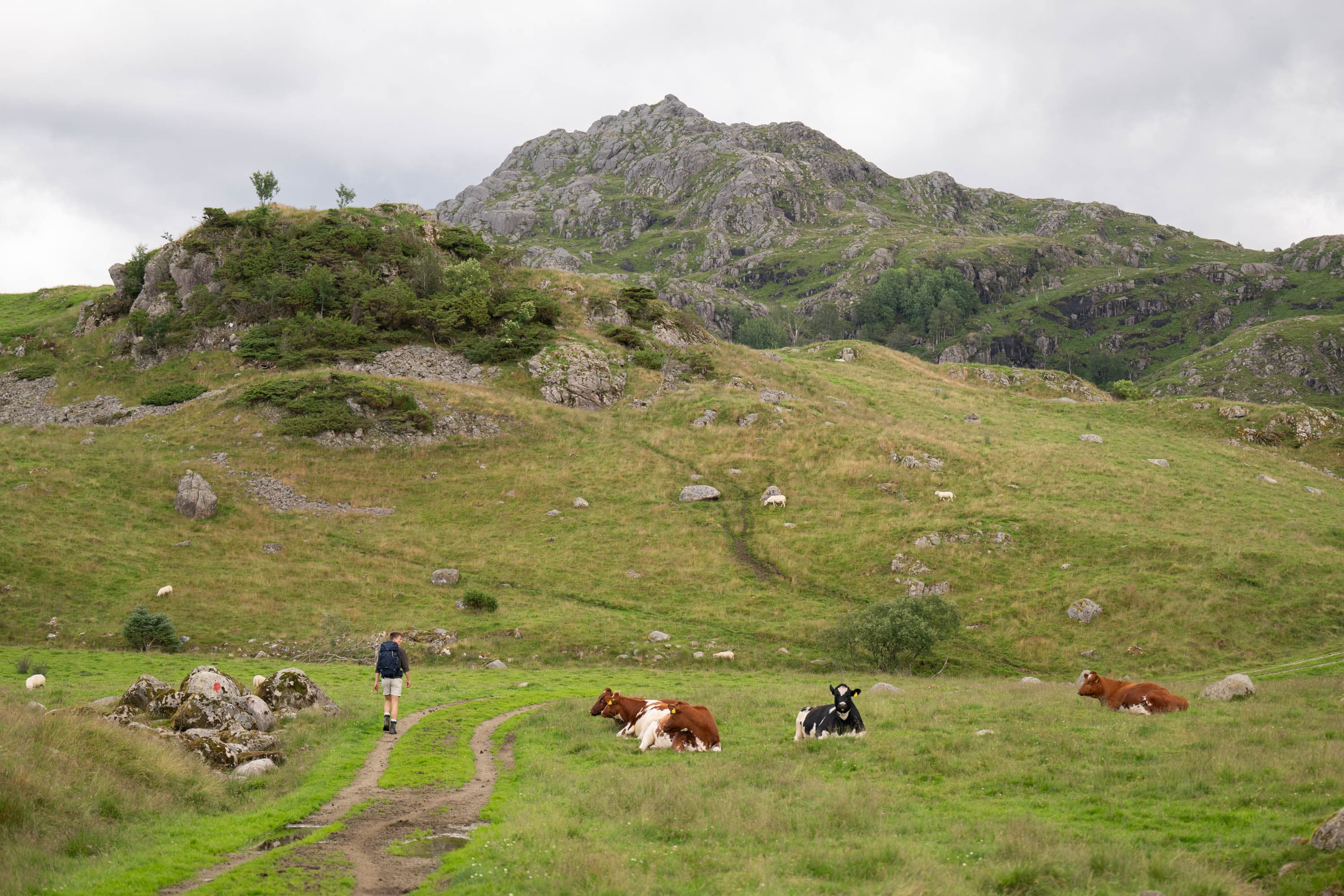 Solbjørgnipa